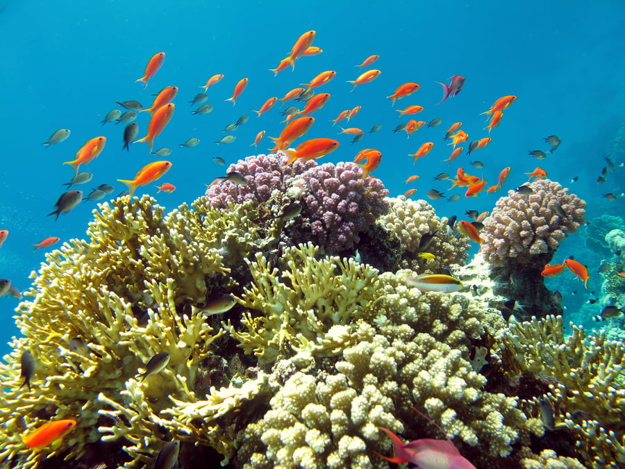 מתחת למים בשמורת האלמוגים.