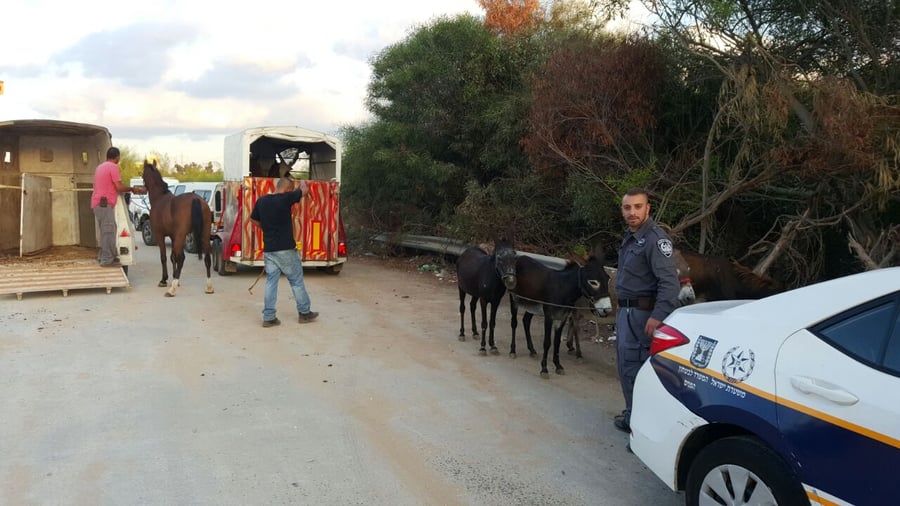 סוסים, חמורים וכלבים פונו מחווה בבני ברק