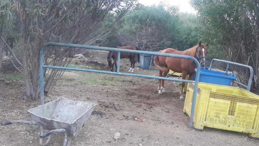 סוסים, חמורים וכלבים פונו מחווה בבני ברק