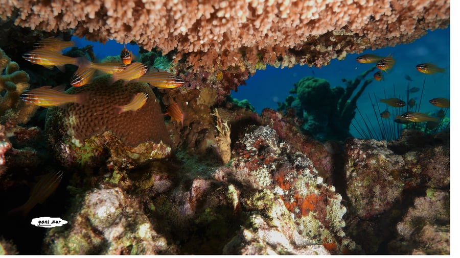 שונית האלמוגים באילת דרך עדשת מצלמה