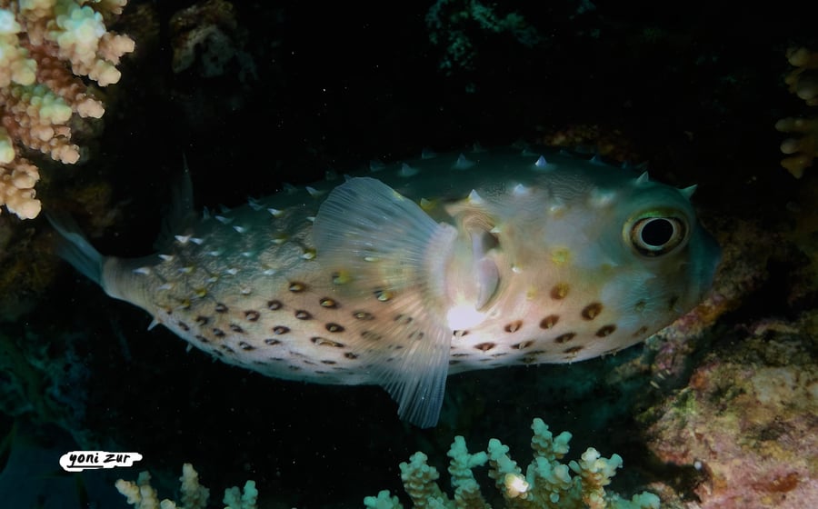 שונית האלמוגים באילת דרך עדשת מצלמה