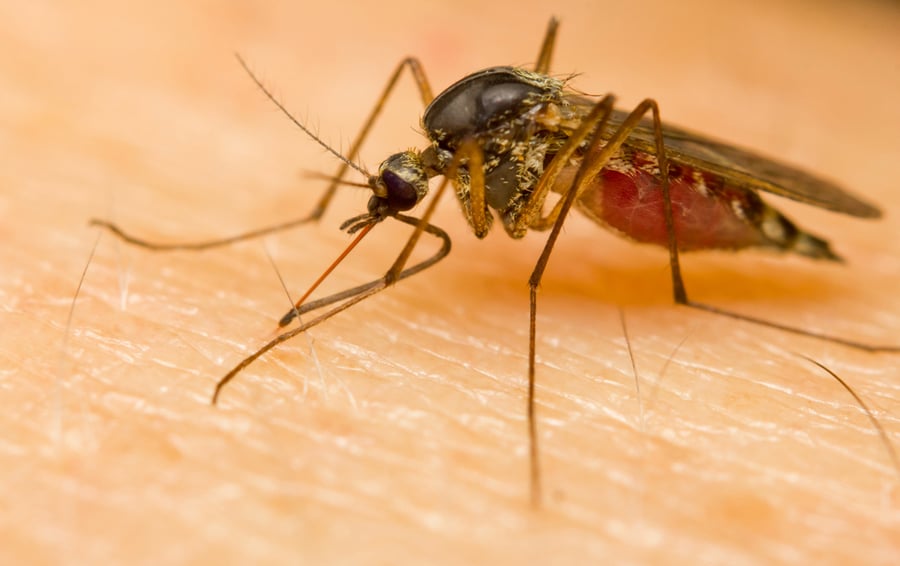 יתושים אורבים לעקיצה גם בחורף. אילוסטרציה