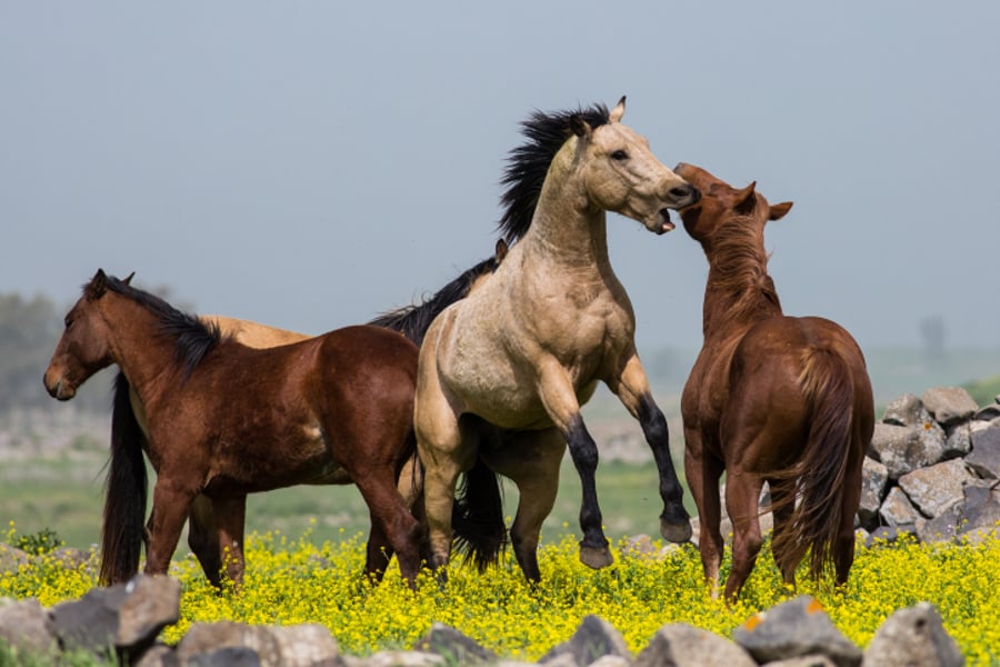 מרהיב: צפו בעדר סוסים משתעשע במרעה