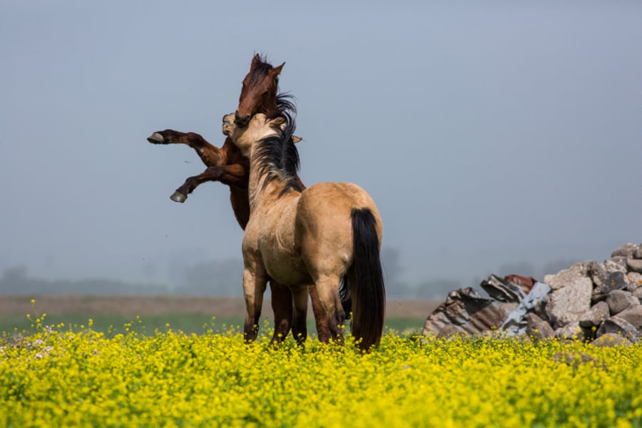 מרהיב: צפו בעדר סוסים משתעשע במרעה
