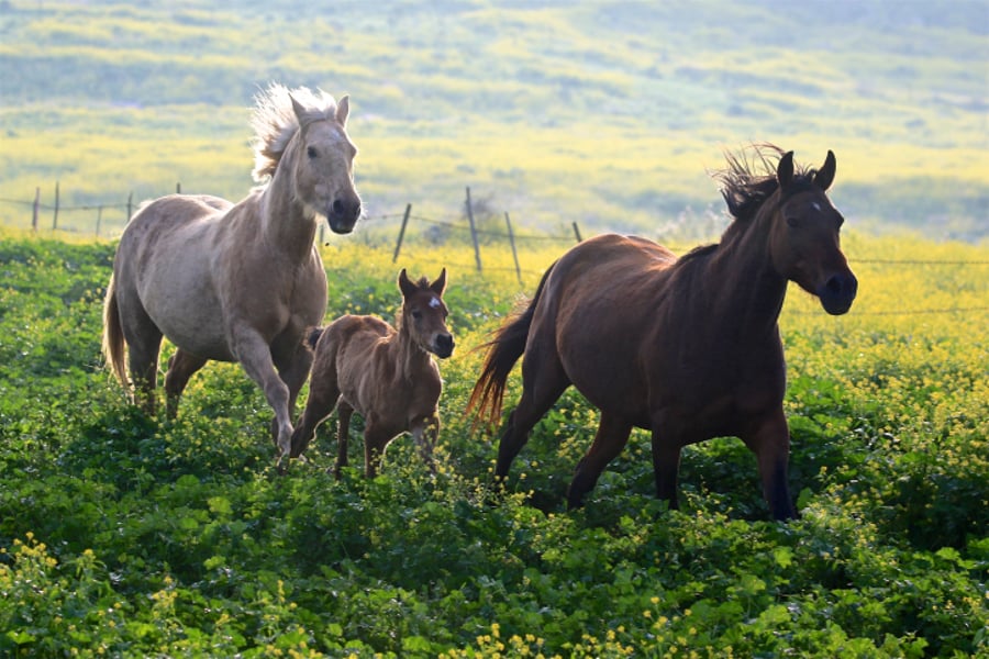 סוסים דוהרים בחוות גמלא שבצפון • צפו