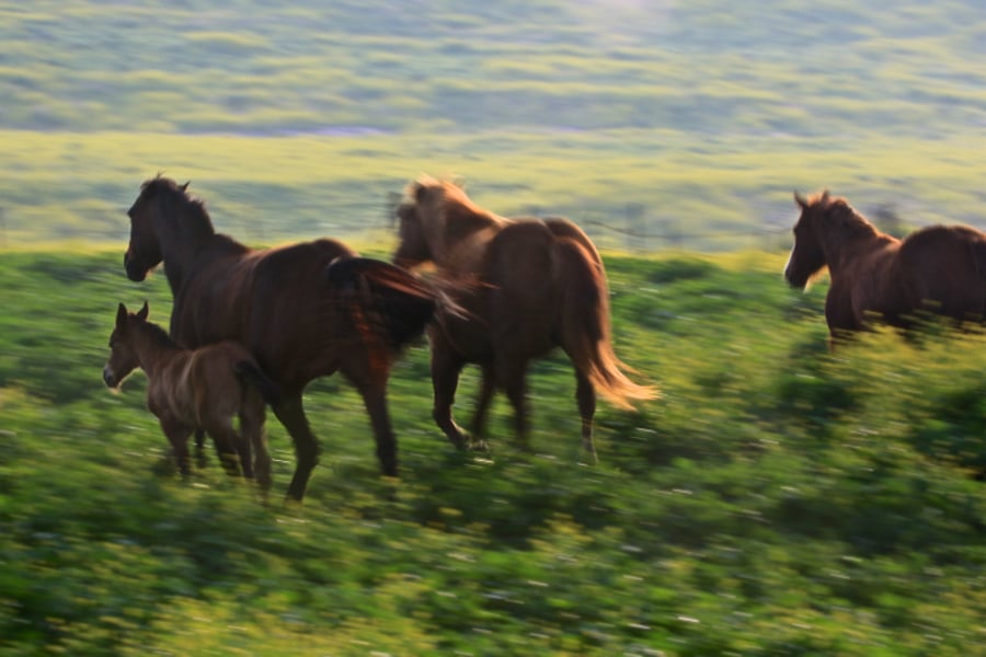 סוסים דוהרים בחוות גמלא שבצפון • צפו