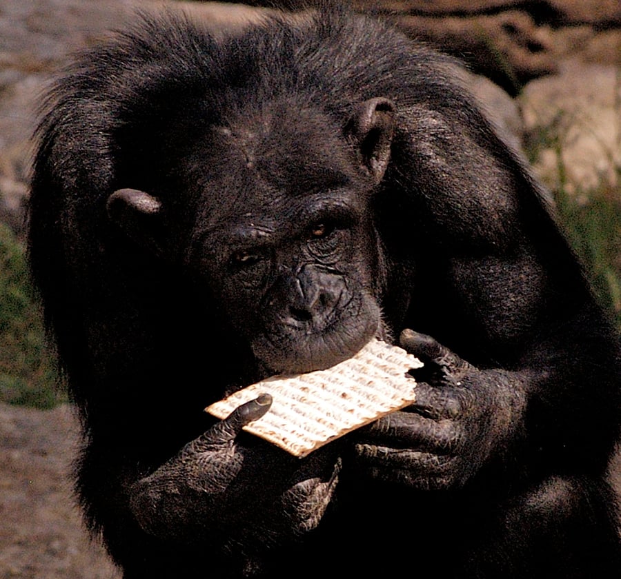 גם הקופים אוכלים מצות בפסח. הספארי.