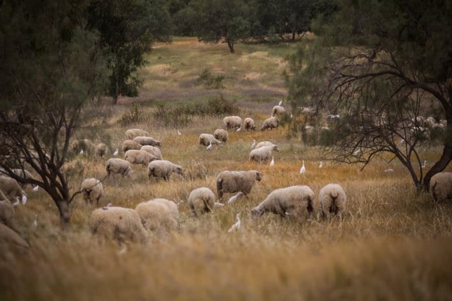 כבשים רועות בנגב