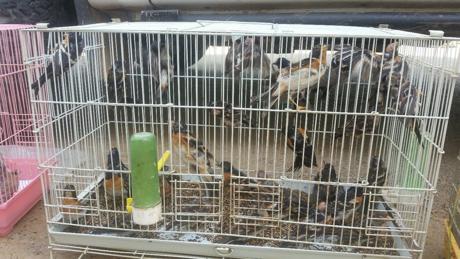 למעלה מ-150 ציפורים מוגנות נתפסו בבית