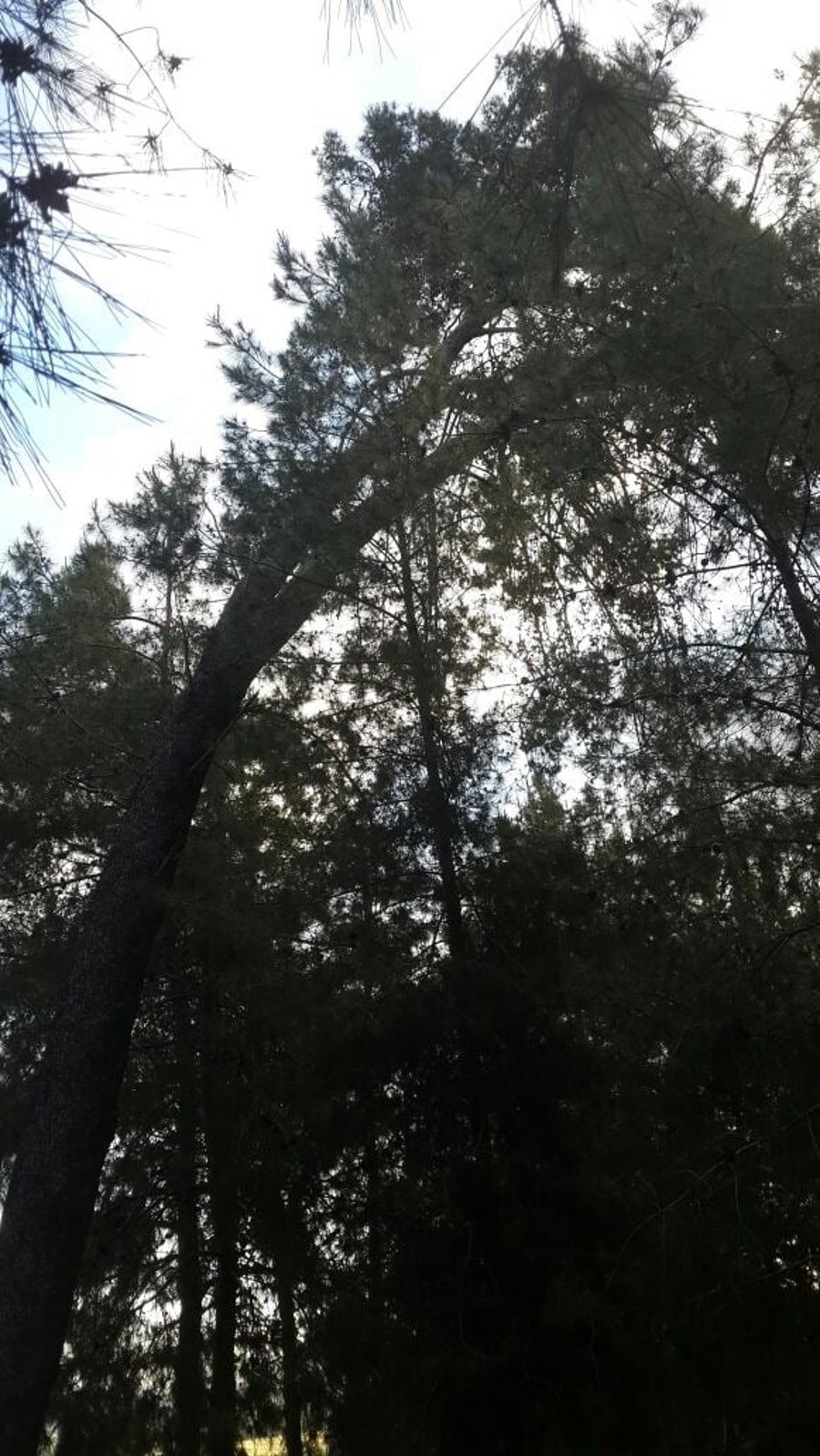 קק"ל תאלץ לכרות כ-90 עצים ביער חולדה