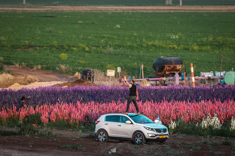 מרהיב במיוחד: שדה פרחים בעמק יזרעאל