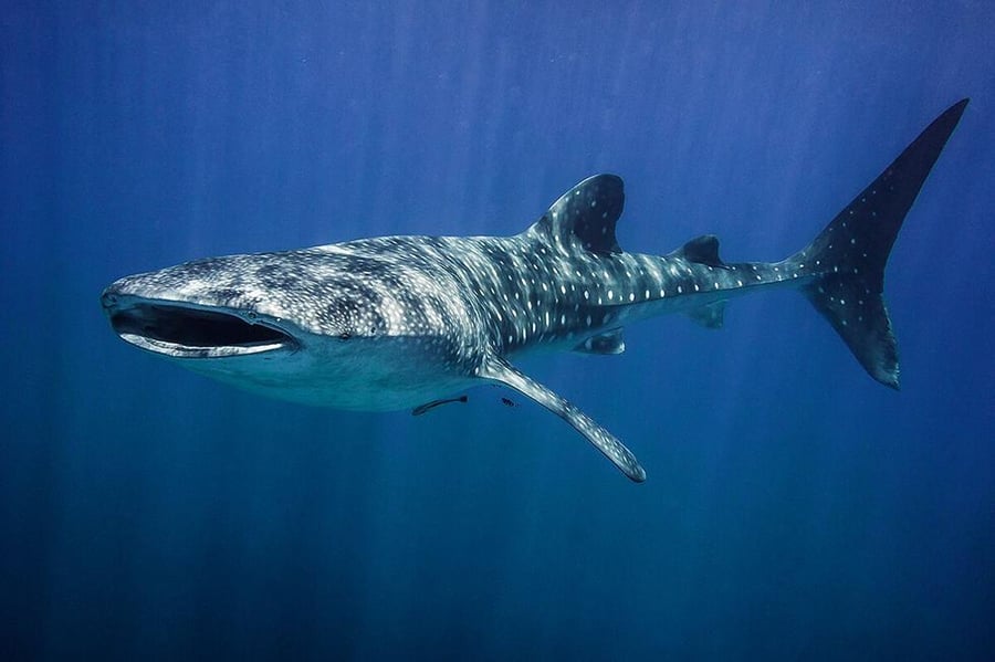 כריש לוויתן ענק ביקר באיזור אילת  •  צפו