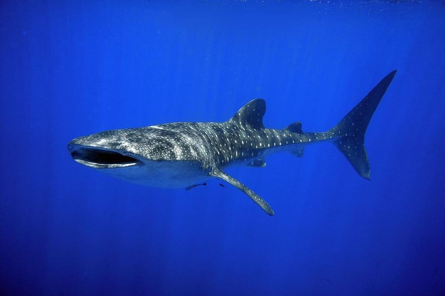 כריש לוויתן ענק ביקר באיזור אילת  •  צפו