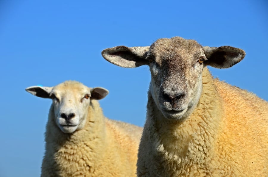 "שני כבשים בני שנה תמימים"