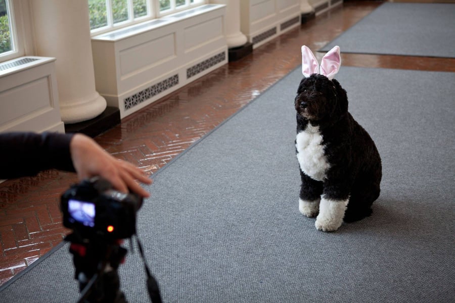 הכלב של אובמה מצטלם, הבית הלבן