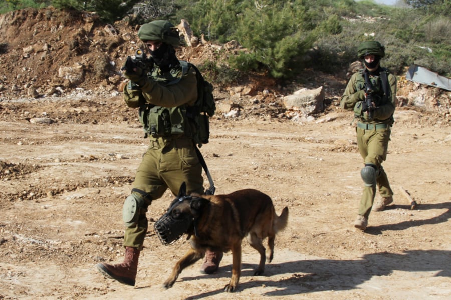 כלב תקיפה ישראלי