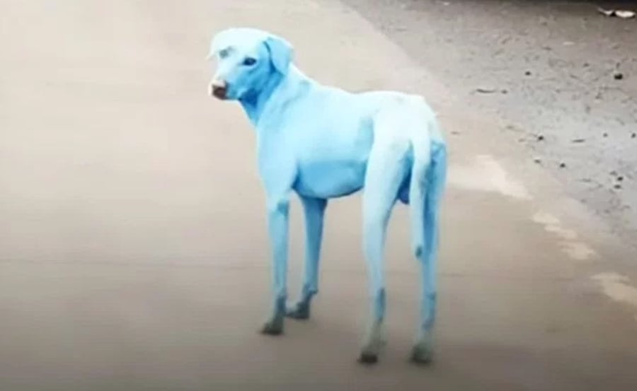תופעה בהודו: כלבים הופכים לכחולים