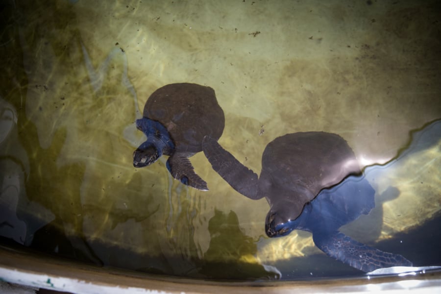 כאן מצילים צבי ים • צפו בתיעוד המצולם
