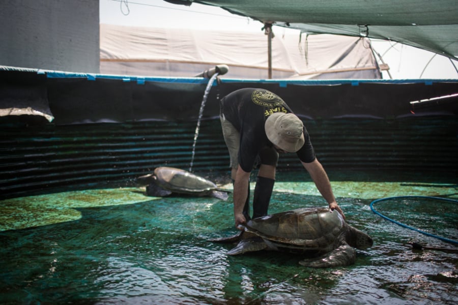 כאן מצילים צבי ים • צפו בתיעוד המצולם