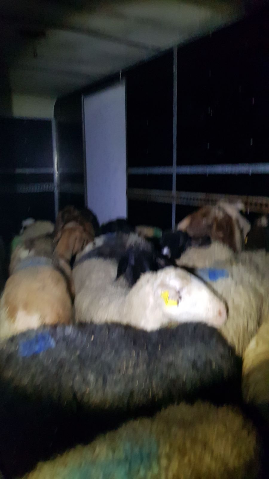 הבלשים לכדו 20 כבשים ופרה אחת • תיעוד