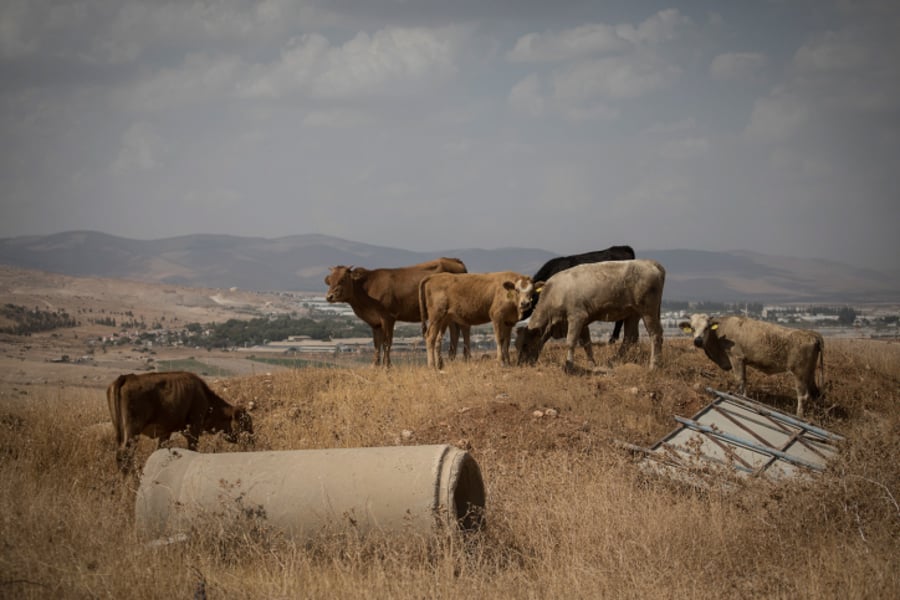 פרות ביישוב שדמות מחולה בבקעת הירדן