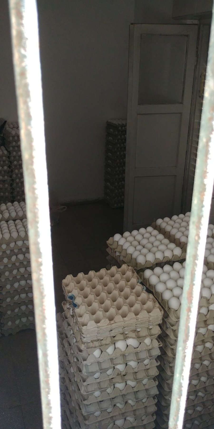 עשרות אלפי ביצים מוברחות נתפסו בדירה בירושלים