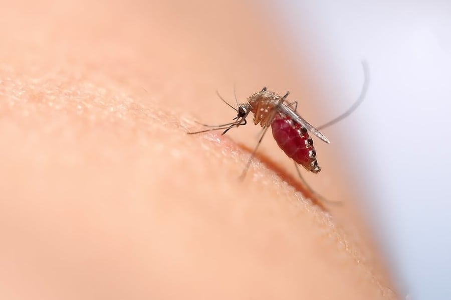עקיצת יתוש גרמה לאדם לאבד את זכרונו לחלוטין