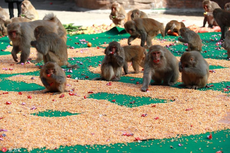 מסיבה מיוחדת בסין: ראש השנה לקופים