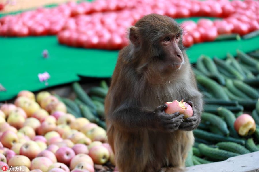 מסיבה מיוחדת בסין: ראש השנה לקופים