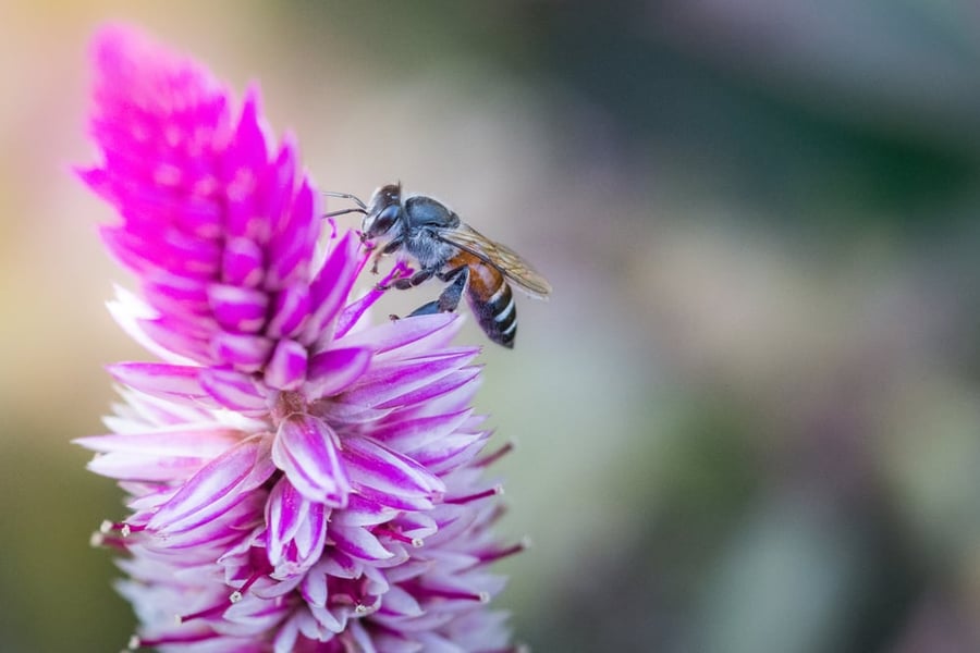 מחקר חדש: לדבורים יש העדפה בין ימין לשמאל