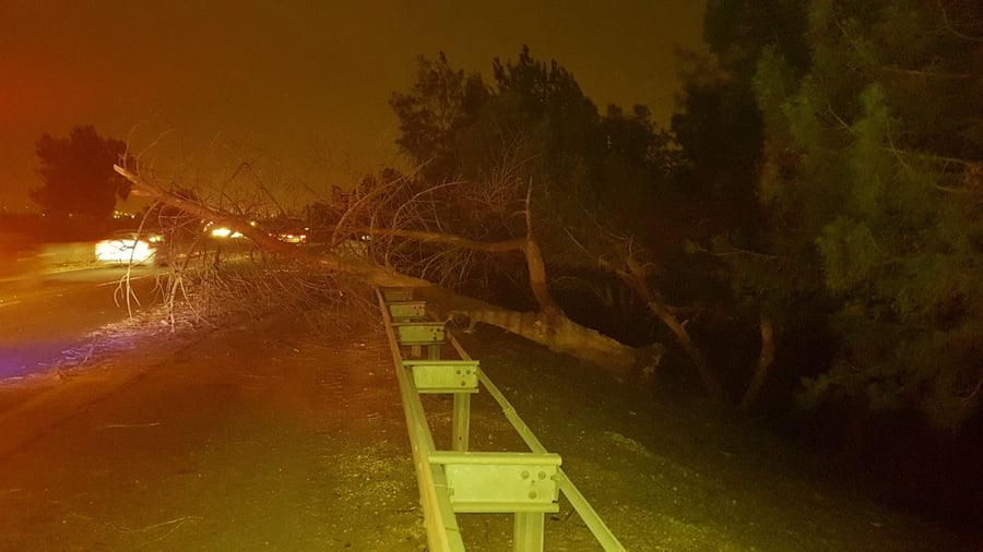 הסופה החלה: עצים קרסו באלעד ובבני ברק