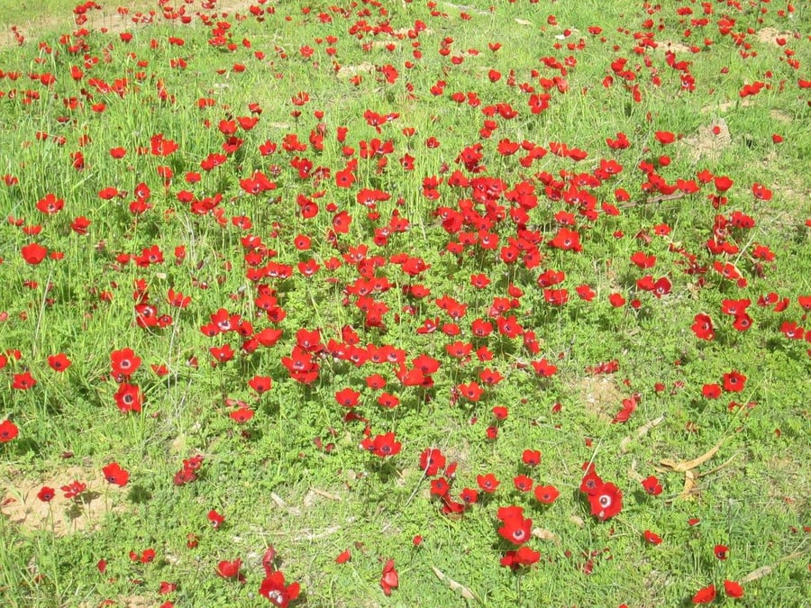 "צבע אדום" - מרבדי כלניות בנגב  • גלריה