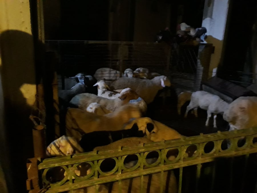גנב 27 כבשים מיפיע ונתפס לאחר יומיים