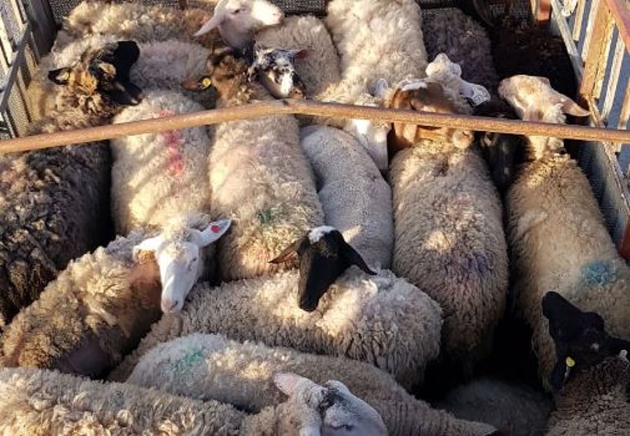 במשאית החשודה התגלו 26 כבשים גנובים