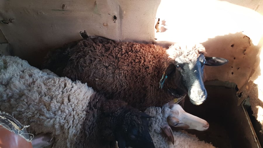 במשאית החשודה התגלו 26 כבשים גנובים