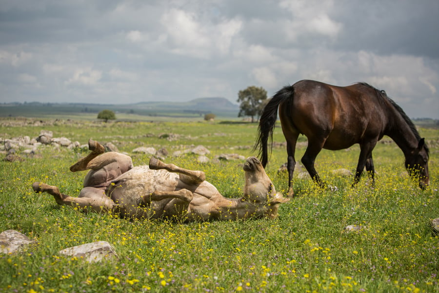 עדר סוסים משתעשע ברמת הגולן • גלריה