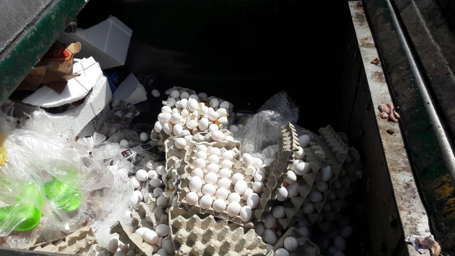 כ-10 אלף ביצים הוחרמו והושמדו בתל אביב