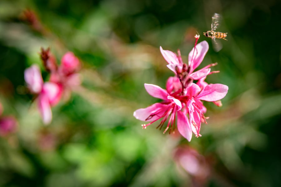 החום מוציא גם את הדבורים שמחפשים צוף