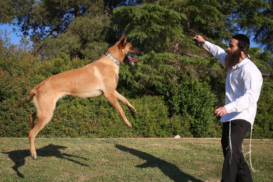 החרדי שמתאמן עם כלב רועה בלגי • גלריה