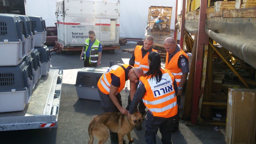 משטרת ישראל "גייסה" 17 כלבים מאולפים