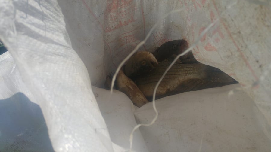 גנבו 120 קילו דגים ממעגן מיכאל ונתפסו