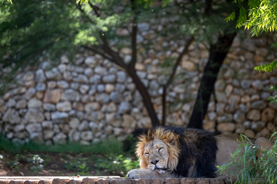משפחות חרדיות מבלות בגן החיות • תיעוד