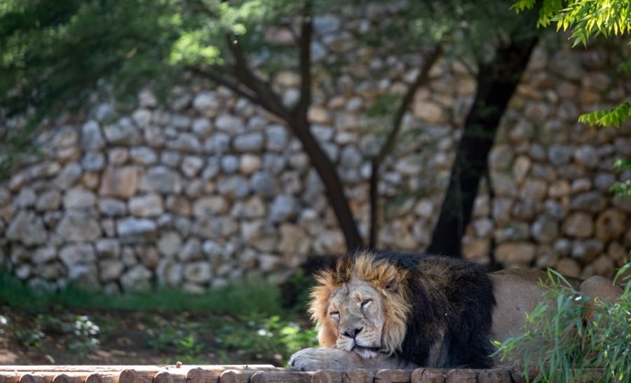 האריה בגן החיות התנ"כי השבוע, סובל מהחום?