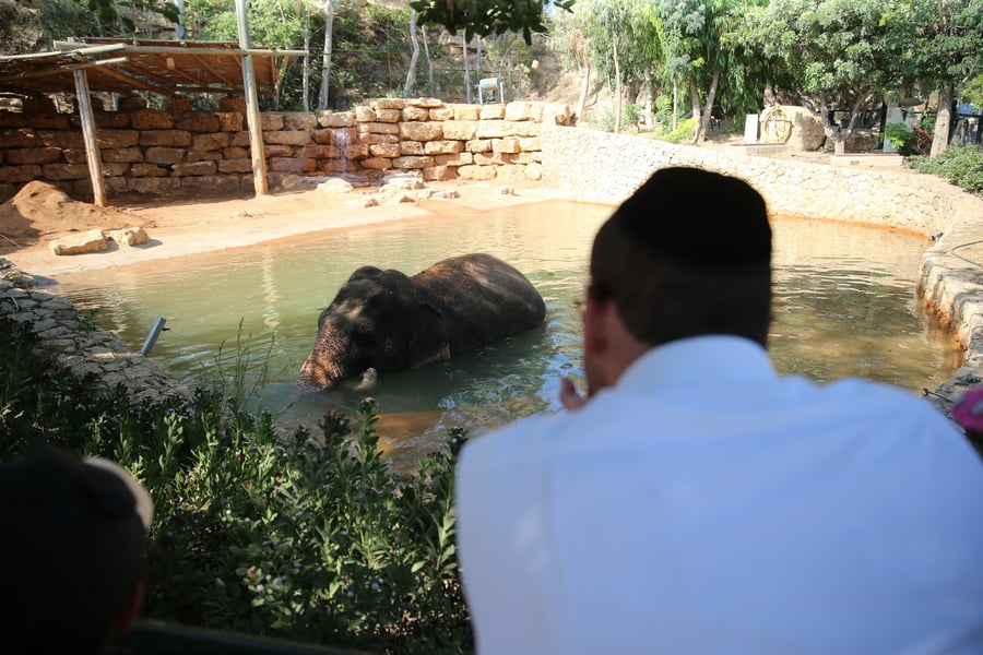 תיעוד מיוחד: ביקור בגן החיות בירושלים
