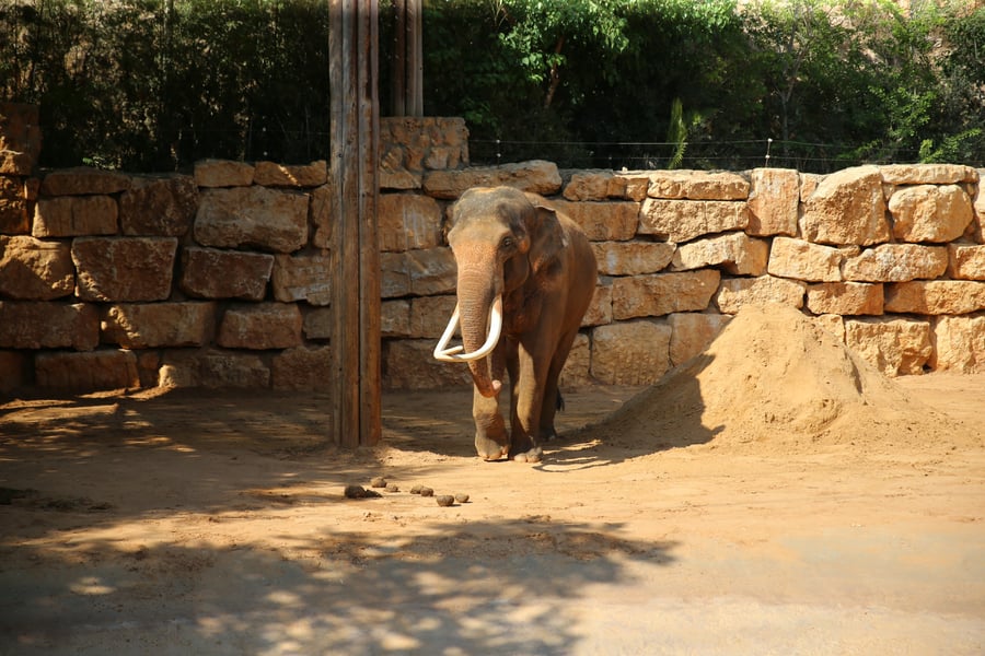 תיעוד מיוחד: ביקור בגן החיות בירושלים
