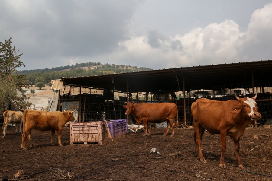 פרות בכפר אקברא שבצפון