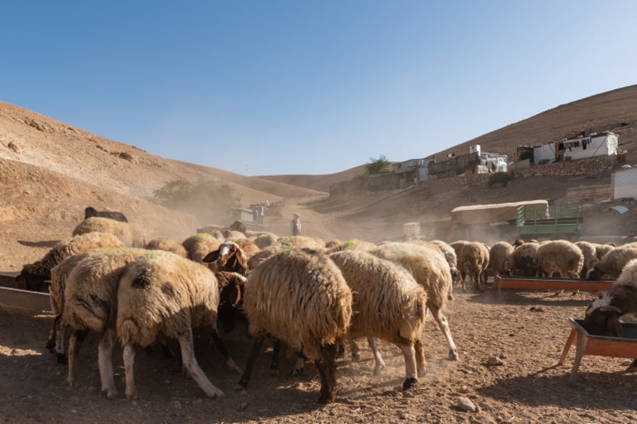 כבשים של מאהל בדואי במדבר יהודה, השבוע