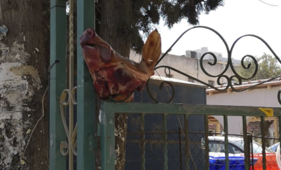 ראש חזיר בפתח בית הכנסת ברמת השרון