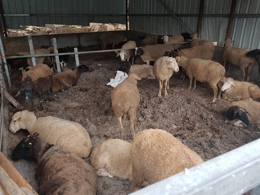 סוכלה גניבתם של 150 כבשים מכפר צבי