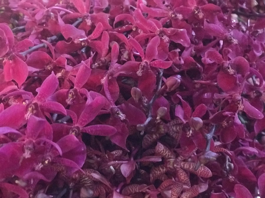 סיור דרך המצלמה לשוק הפרחים של בנגקוק